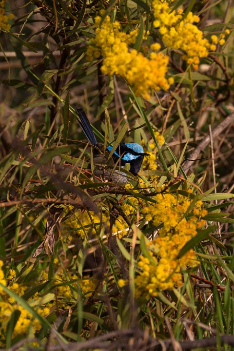 wren wattle